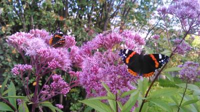 Прикрепленное изображение: DSC_0021_New2.jpg